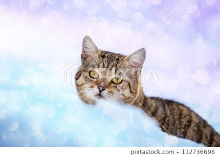 Portrait of a cat walking in the deep glitter snow in winter. Gradient color Portrait of a cat walking in the deep glitter snow in winter. Gradient color 112736698
