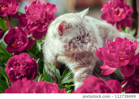 Cute siamese cat with peonies relaxing outdoors in the summer garden Cute siamese cat with peonies relaxing outdoors in the summer garden 112736699