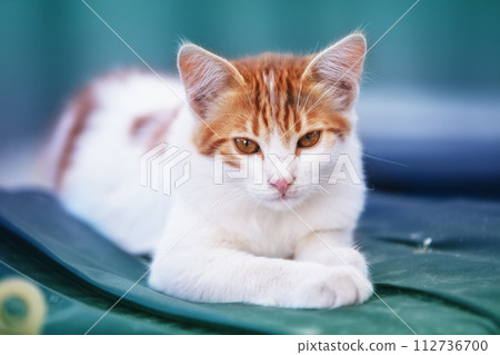 A small white-red kitten in the summer lies in the yard A small white-red kitten in the summer lies in the yard 112736700