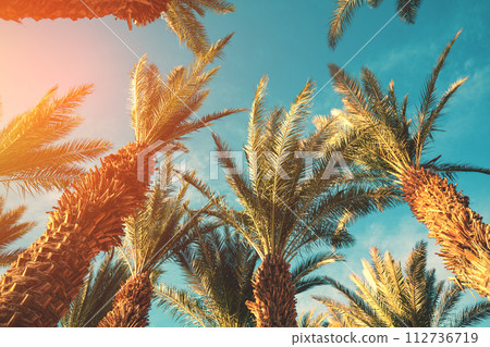 Palm trees against the sky at sunset. Tropical nature background. Palm trees bottom view Palm trees against the sky at sunset. Tropical nature background. Palm trees bottom view 112736719
