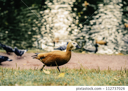 Duck is walking on the grass near a body of water. Autumn, leaf fall concept 112737026