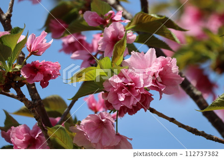 Spring has arrived in the village of cherry blossoms in full bloom. 112737382