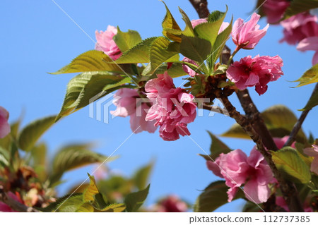 Pink satozakura that shines against the blue sky Pink satozakura that shines against the blue sky 112737385