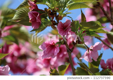 Beniho-shichi, a variety with impressive beautiful flower colors 112737390