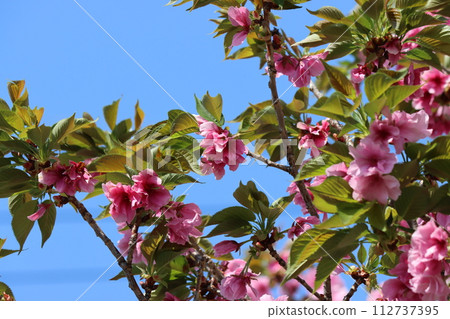 Beniho-2, a variety with impressive beautiful flower colors 112737395