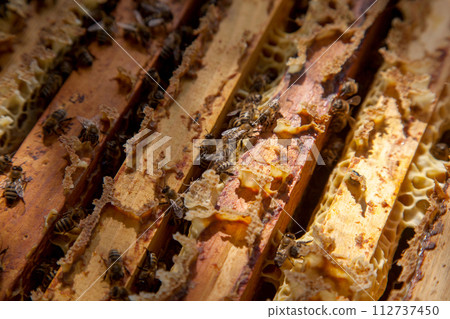 Open hive showing the bees swarming on a honeycomb.. 112737450