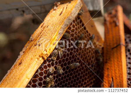 Close up view of working bees on honeycomb with sweet honey.. Close up view of working bees on honeycomb with sweet honey.. 112737452
