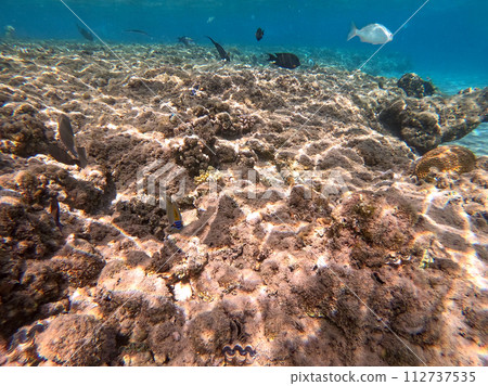 Underwater life of reef with corals and tropical fish. Coral Reef at the Red Sea, Egypt. 112737535
