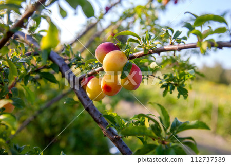 Ripe cherry plum berries in the garden on a tree. Growing cherry plums in a orchard.. Ripe cherry plum berries in the garden on a tree. Growing cherry plums in a orchard.. 112737589
