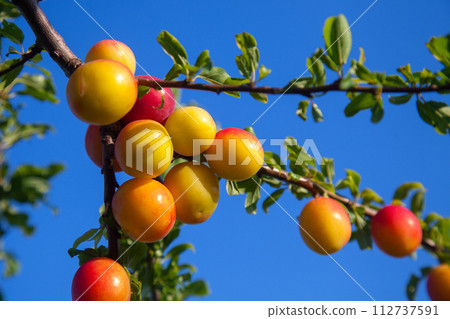 Ripe cherry plum berries in the garden on a tree. Growing cherry plums in a orchard.. 112737591