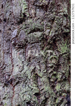 Close-up reveals complex texture of tree bark, adorned with moss and lichen Close-up reveals complex texture of tree bark, adorned with moss and lichen 112737631