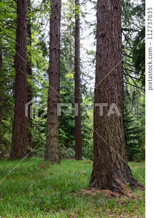 Vertical shot of mature trees towering presence and intricate bark textures in a lush forest 112737635