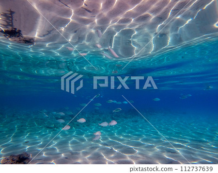 Shoal of Sargos or White Seabream swimming at the coral reef in the Red Sea, Egypt.. Shoal of Sargos or White Seabream swimming at the coral reef in the Red Sea, Egypt.. 112737639