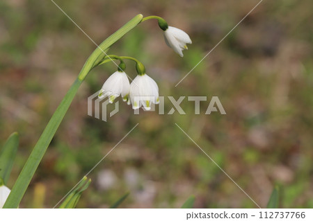 早春田野裡盛開的白色雪花花 早春田野裡盛開的白色雪花花 112737766