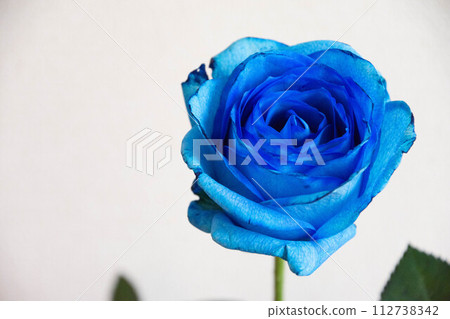 Blue rose Blue rose 112738342
