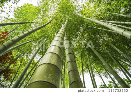 Looking up at the crowded bamboo forest Looking up at the crowded bamboo forest 112738360