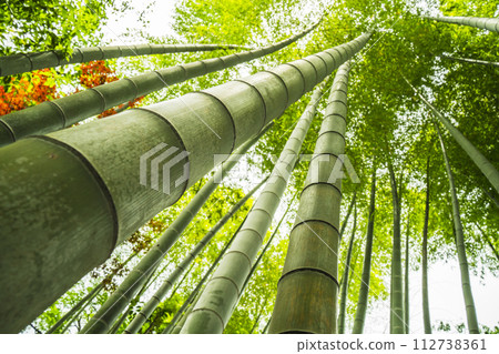 I look up at the bamboo grove I look up at the bamboo grove 112738361