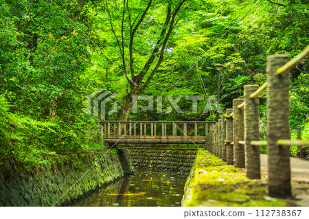 轟溪溪谷公園美麗的新綠色【東京都世田谷區】 轟溪溪谷公園美麗的新綠色【東京都世田谷區】 112738367