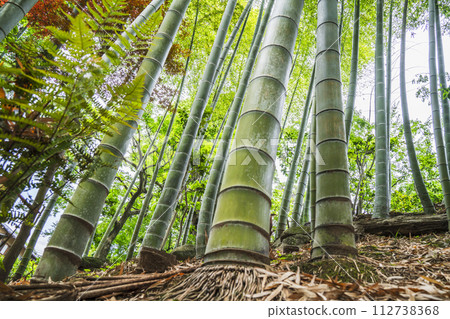 I look up at the bamboo grove I look up at the bamboo grove 112738368