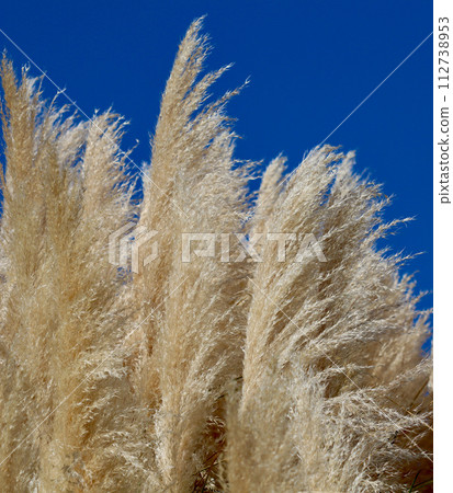 Pampas grass against the blue sky. Natural background, closeup of photo Pampas grass against the blue sky. Natural background, closeup of photo 112738953
