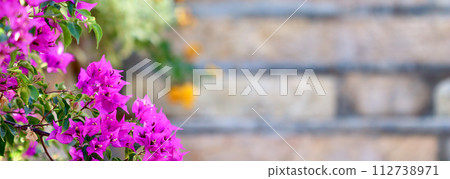 Blooming pink bougainvillea against the background of stone steps of the staircase. Tropical flowers background Blooming pink bougainvillea against the background of stone steps of the staircase. Tropical flowers background 112738971