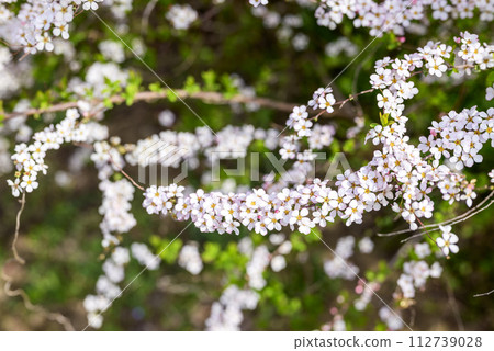 Yuki Willow Fujino Pinky Pink Yuki Willow Spring Flower Spring Material Yuki Willow Fujino Pinky Pink Yuki Willow Spring Flower Spring Material 112739028