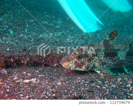 潛水時觀察到的Yomehimeji 112739079