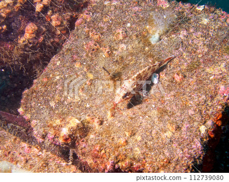 模仿岩石的小魚 112739080