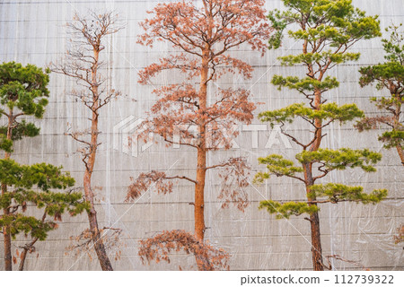 枯死的松樹和健康的松樹【長野縣】 枯死的松樹和健康的松樹【長野縣】 112739322