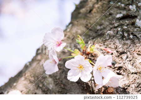 樹幹上長出的櫻花 樹幹上長出的櫻花 112739325