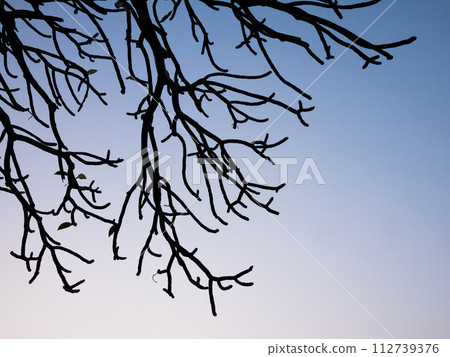 Dead wood silhouette Dead wood silhouette 112739376