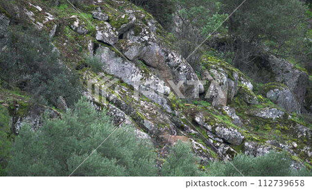 Playful Mountain Goats Jumping Across Rocky Terrain Playful Mountain Goats Jumping Across Rocky Terrain 112739658