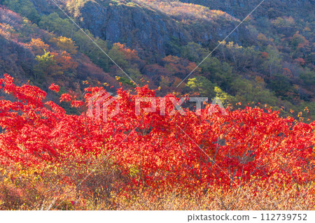 (栃木縣)茶臼岳(那須岳) 從紅葉巔峰的牛岳眺望的姥平的紅葉 (栃木縣)茶臼岳(那須岳) 從紅葉巔峰的牛岳眺望的姥平的紅葉 112739752