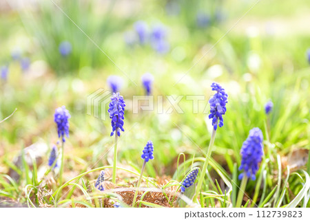 muscari spring flower spring material muscari spring flower spring material 112739823