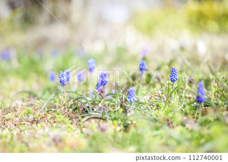 穆斯卡里春天的花春天材料 穆斯卡里春天的花春天材料 112740001