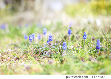 穆斯卡里春天的花春天材料 穆斯卡里春天的花春天材料 112740002