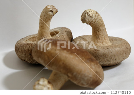 新鮮採摘的生香菇 新鮮採摘的生香菇 112740110