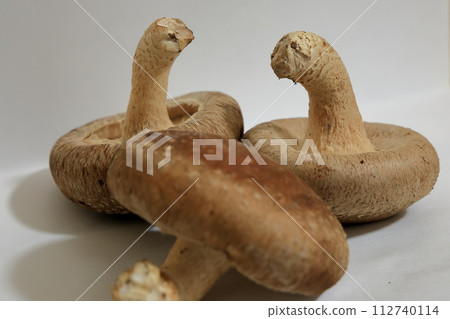 新鮮採摘的生香菇 新鮮採摘的生香菇 112740114