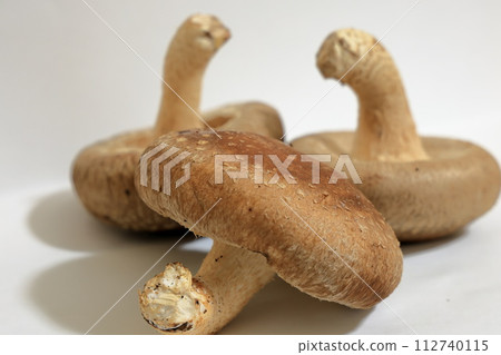 新鮮採摘的生香菇 新鮮採摘的生香菇 112740115