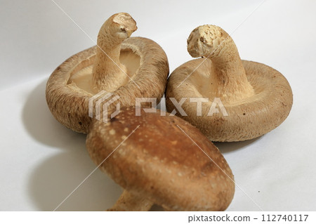 新鮮採摘的生香菇 新鮮採摘的生香菇 112740117