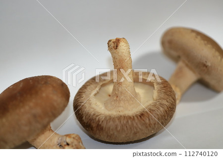 新鮮採摘的生香菇 112740120