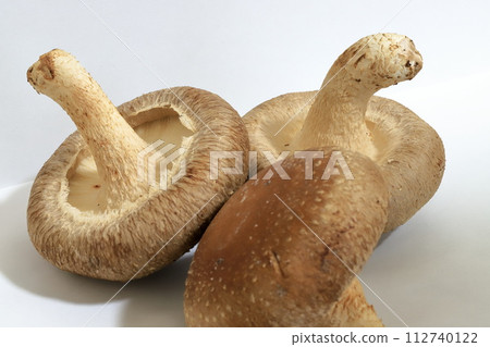 新鮮採摘的生香菇 112740122