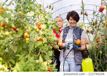 Woman working with spraying apparatus in hothouse at sunny day 112740206