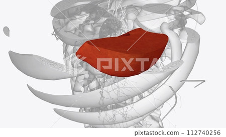 The spleen is a fist-sized organ found in the upper left side of your abdomen, next to your stomach and behind your left ribs 112740256