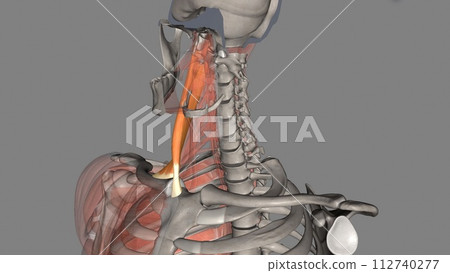 The sternocleidomastoid muscle is one of the largest and most superficial cervical muscles 112740277