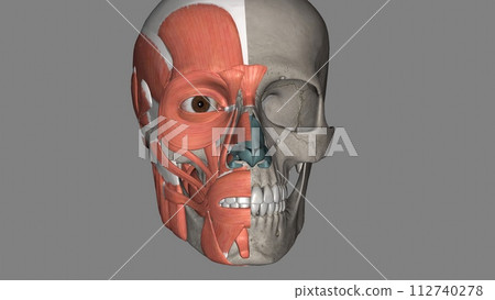 Head Muscles and Bones 112740278