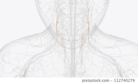The ansa cervicalis is a loop formed by muscular branches of the cervical plexus formed by branches of cervical spinal nerves C1-C3 The ansa cervicalis is a loop formed by muscular branches of the cervical plexus formed by branches of cervical spinal nerves C1-C3 112740279