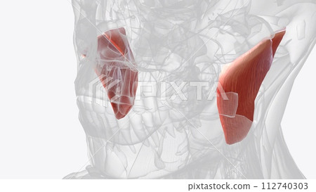 The masseter is one of the muscles of mastication 112740303