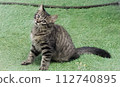 Kitten sitting on the grass and tilting its head 112740895