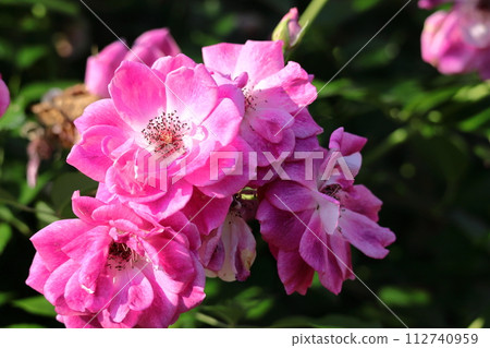 Queen of flowers 112740959